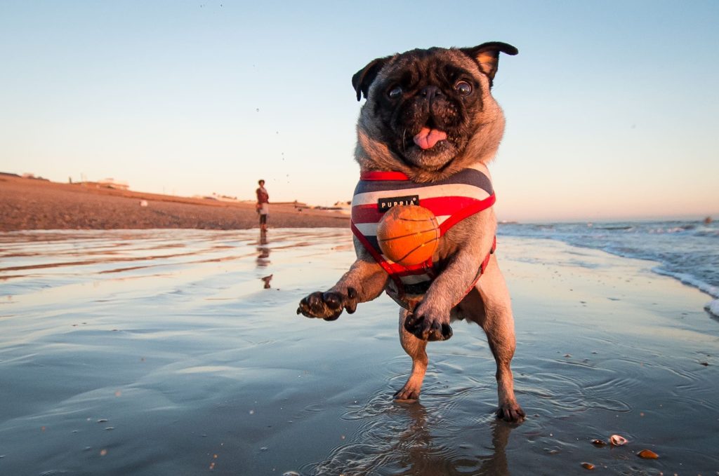 Mascota disfruta de un paseo en la playa- Blog Sura