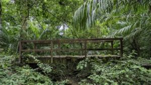 Parque Nacional Soberanía en Panamá