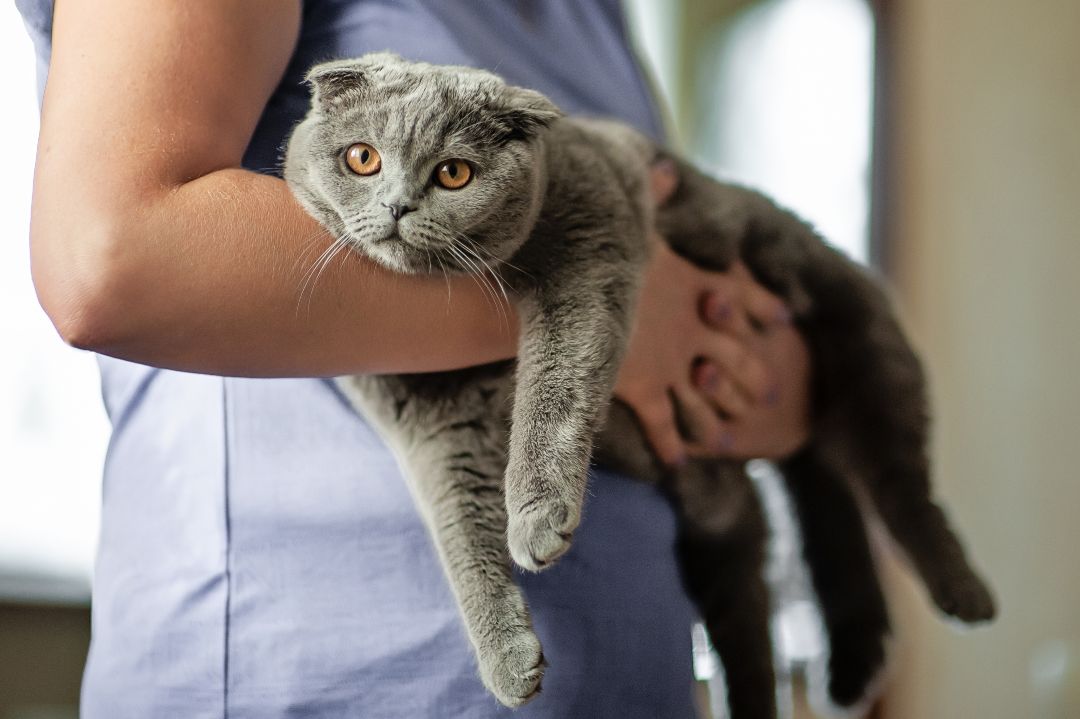 Gato gris en manos de veterinaria