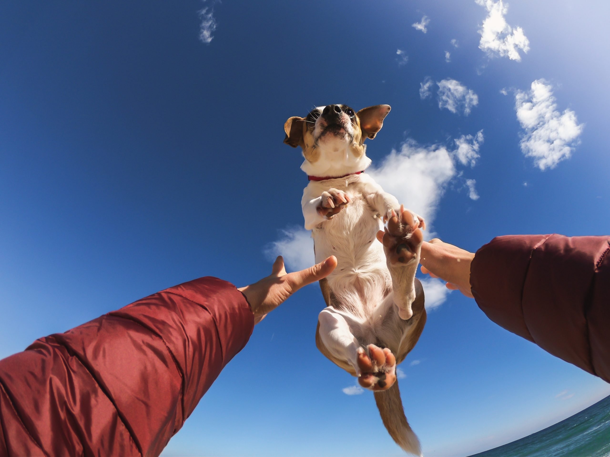 Cuidar a tu Mascota: cómo protegerla y asegurarle una vida saludable